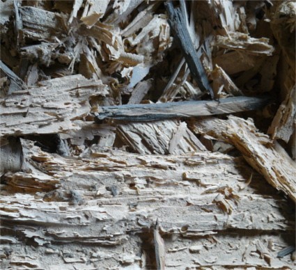 Dřevo rozrušené larvami tesaříka krovového